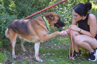 🐾 Tessar – mladý kříženec německého ovčáka a akita inu hled - 5
