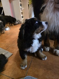 Bernský salašnický pes s PP - 5