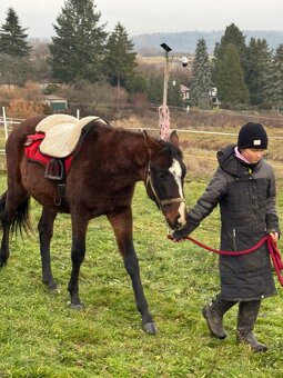 Hřebeček do rodiny - 5