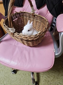 Zakrslý králík - 5