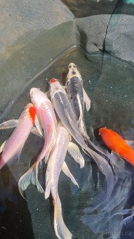 Koi kapr, karas, jeseter - 5
