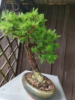 bonsai, bonsaj - 5