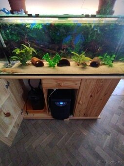 Axolotl - 5