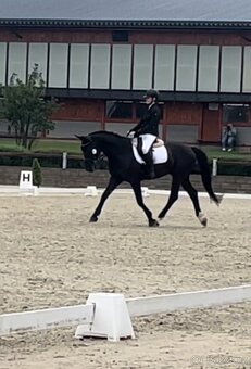 POLOVIČNÍ PRONÁJEM KONĚ - 5