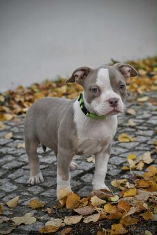 Štěňátka American Bully - 5