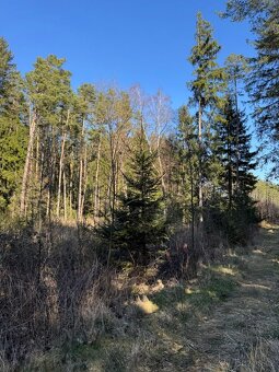 Prodám lesní pozemek v k.ú. Sedlečko u Soběslavě - 5