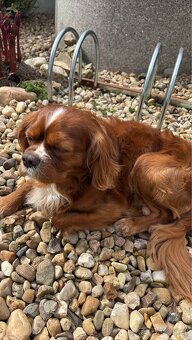 Ahoj, jmenuji se Miky 🐶 - 5