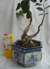 Bonsaje z "lahvového stromu" Brachychiton populneus - 5
