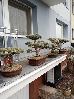 Borovice lesní (Pinus sylvestris compressa) - 5