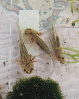 Axolotl - Mexický dráček - Axík Axelotl - 5
