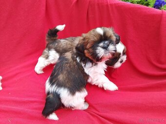 Shih-tzu. Shitzu - 5