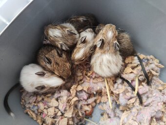 Osmák Degu s VP - 5