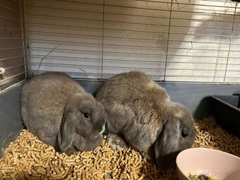 2 zakrslí králíčci- samec a samice - 5