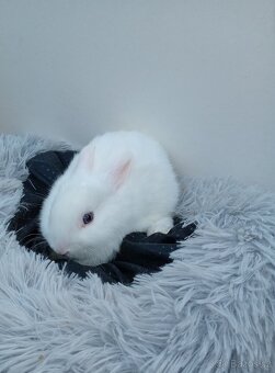 Zakrslý králíček I5 - 5