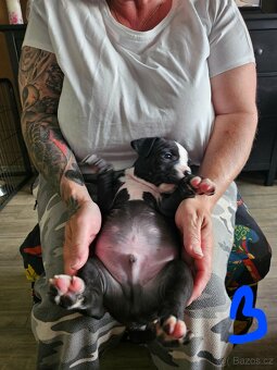 Štěňátka Pitbulla prodám - 5