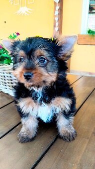 Black and tan , Biewer a Biro Yorkshire Terrier s PP - 5