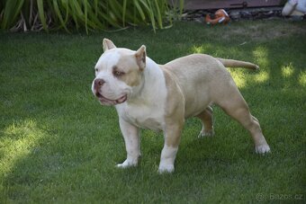 American bully s PP - 5