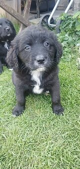 Štěně Labrador černý pejsci - 5