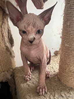 Kanadský sphynx - 5