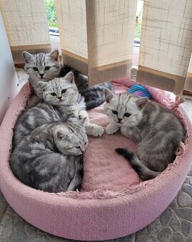 Britská koťátka WHISKAS - 5