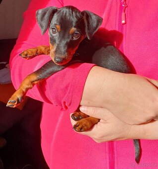 Trpasličí pinč - štěňata s PP (Zwergpincher) - 5