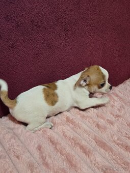 ČIVAVA KRÁTKOSRSTÁ MINI FENEČKA - 5