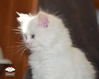 Ragdoll s PP – creme/red kocourek na výstavy a chov - 5