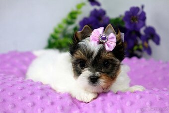 biewer yorkshire terrier s PP - 5