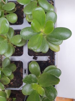 Tlustice vejčitá (Crassula ovata) - 5