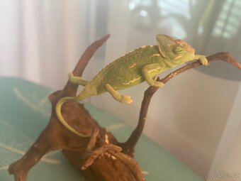 Chameleon jemenský - 5