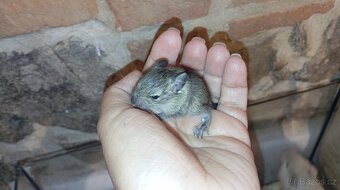 Osmák degu - 5