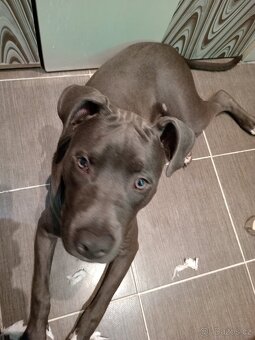 Stěně stafordšírský bulterier bez papíru - 5