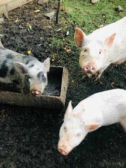 Prodám göttingenská miniprasátka - 5