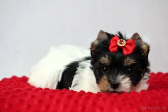 biewer yorkshire terrier s PP - 5