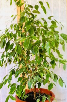 Fíkus Ficus benjamina Golden King/Twilight, březový fík 1m - 5