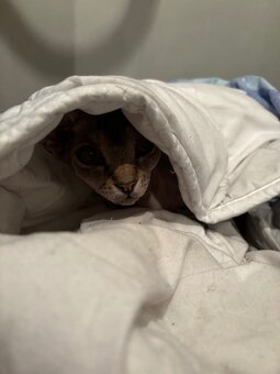 Prodám kočky sphynx - 5