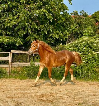 welsh cob D válašek - 5