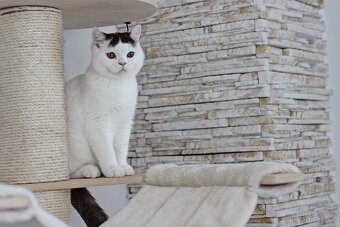 Britská koťátka s PP - 5