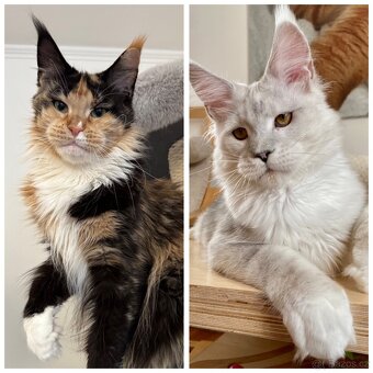 Mainská mývalí koťata s PP - 5