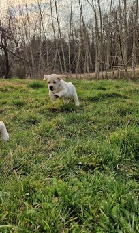 Labradorský retriever s PP - 5