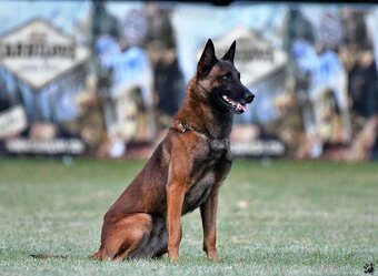 Belgický ovčák Malinois - 5