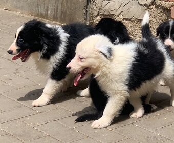 Border kolie - 5