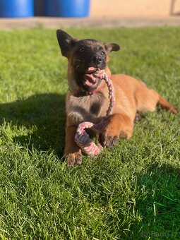 Belgický ovčák- Malinois s PP - 5