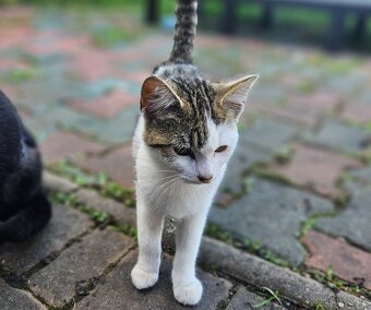 kotě, 4 měsíce, holka - 5