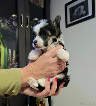 ČÍNSKÝ CHOCHOLATÝ PES/labutěnka/naháč - 5