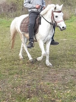 Predam jazdecku welsh pony kobylu - 5