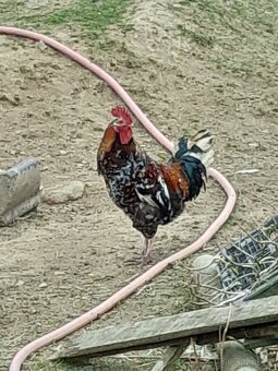 Švédská květina - 5