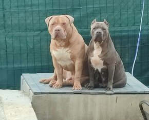 American bully xl-xxl (ABKC)-kryti - 5