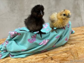 Hedvábnička velká vousatá - kuřátka - 5
