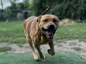 NERO K ADOPCI - přátelský, aktivní, učenlivý, pracovitý - 5